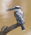 /album/photogallery/pied-kingfisher-gambia-nov-jpg/